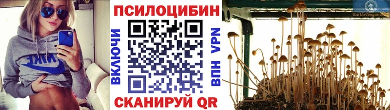 купить   Солигалич  Галлюциногенные грибы Psilocybe 